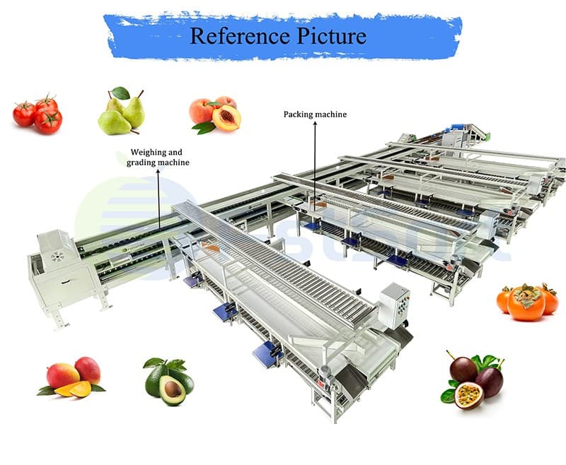 images/1706168707427Apricot sorting packing line.jpg